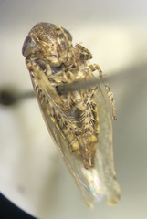 Paraphlepsius