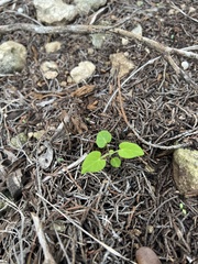 Matelea edwardsensis