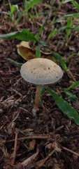 Agrocybe retigera