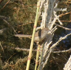 Prinia gracilis