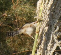 Prinia gracilis