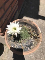 Echinopsis