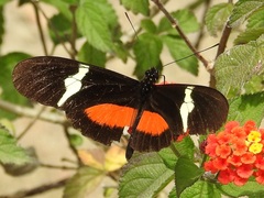Heliconius clysonymus montanus