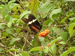 Heliconius clysonymus montanus