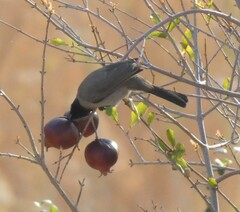 Pycnonotus xanthopygos