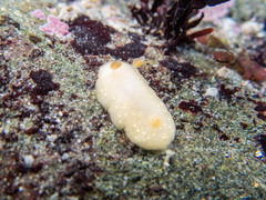 Cadlina modesta