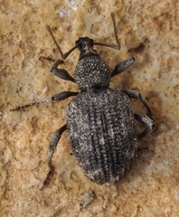 Otiorhynchus parvicollis