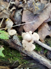 Lentinellus subaustralis