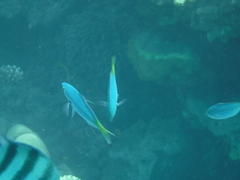 Caesio lunaris