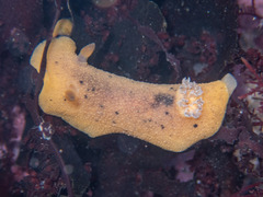 Geitodoris heathi
