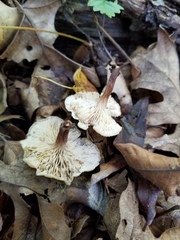 Lentinellus subaustralis