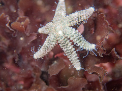 Leptasterias hexactis