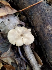 Lentinellus subaustralis