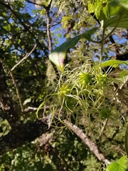 Clematis dioica