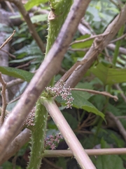 Urera baccifera