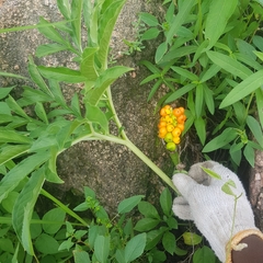 Amorphophallus abyssinicus