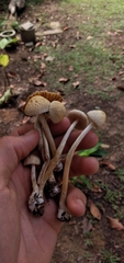 Agrocybe retigera