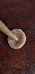Agrocybe retigera