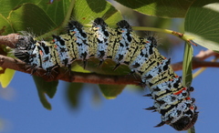 Gonimbrasia belina