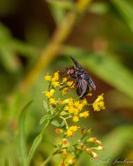 Trichopoda lanipes