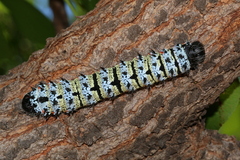 Gonimbrasia belina