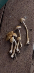Agrocybe retigera