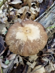 Psathyrella kauffmanii
