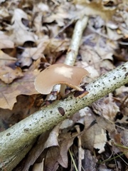 Psathyrella kauffmanii