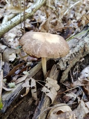 Psathyrella kauffmanii