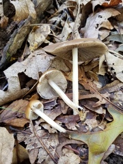 Psathyrella kauffmanii