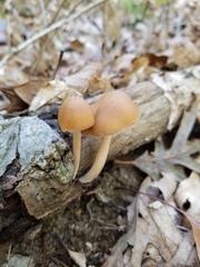 Psathyrella kauffmanii