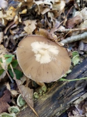 Psathyrella kauffmanii