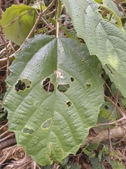 Urera baccifera