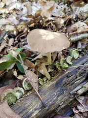 Psathyrella kauffmanii