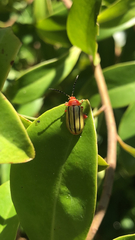 Disonycha quinquelineata