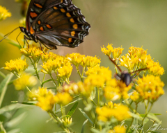 Euthamia caroliniana