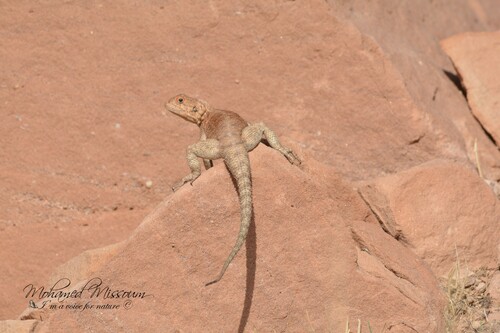 Bibron's Agama