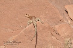 Agama bibronii