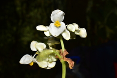 Begonia bracteosa