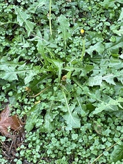 Taraxacum officinale