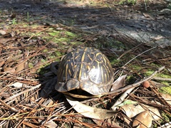 Terrapene carolina bauri