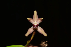 Maxillaria rotundilabia