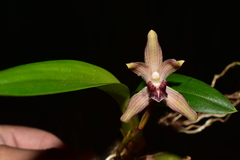 Maxillaria rotundilabia