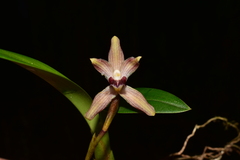 Maxillaria rotundilabia