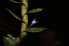 Maxillaria haemathodes