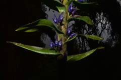 Maxillaria haemathodes