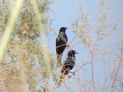 Onychognathus tristramii
