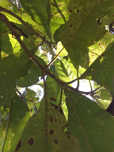 Image of Isertia haenkeana by (c) Jorge I. Merchán Mayorga, some rights reserved (CC BY-SA)