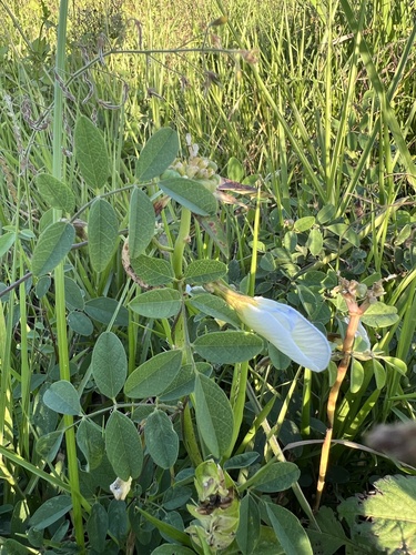 Clitoria image