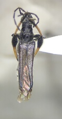 Callimoxys fuscipennis
